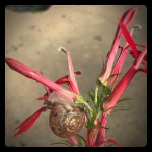 Meet your Posher, Crystal